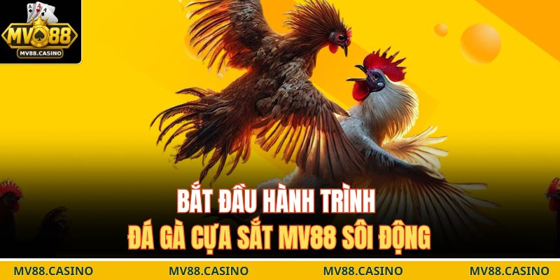 Bắt đầu hành trình đá gà cựa sắt MV88 sôi động