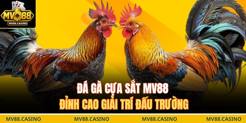 Đá gà cựa sắt MV88