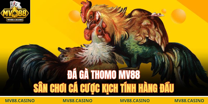 Đá gà Thomo MV88
