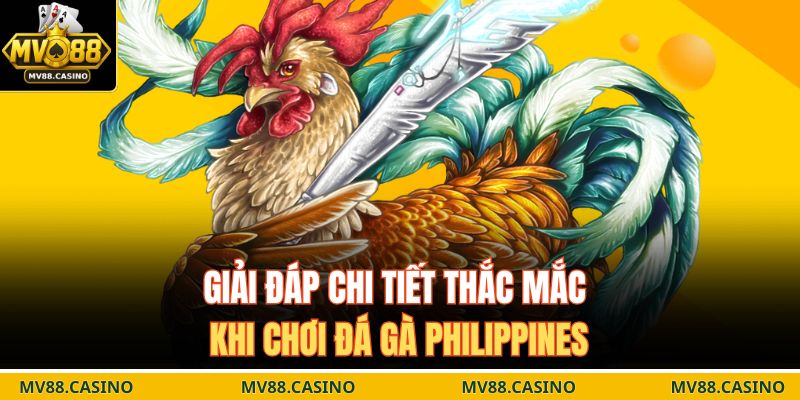 Đá Gà Philippines – Sức Hút Cực Lớn Từ Sàn Đấu Quốc Tế 4 Giải đáp chi tiết thắc mắc khi chơi đá gà Philippines