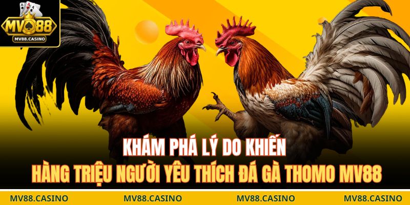 Khám phá lý do khiến hàng triệu người yêu thích đá gà Thomo MV88