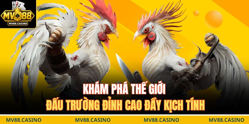 Khám phá thế giới đấu trường đỉnh cao đầy kịch tính