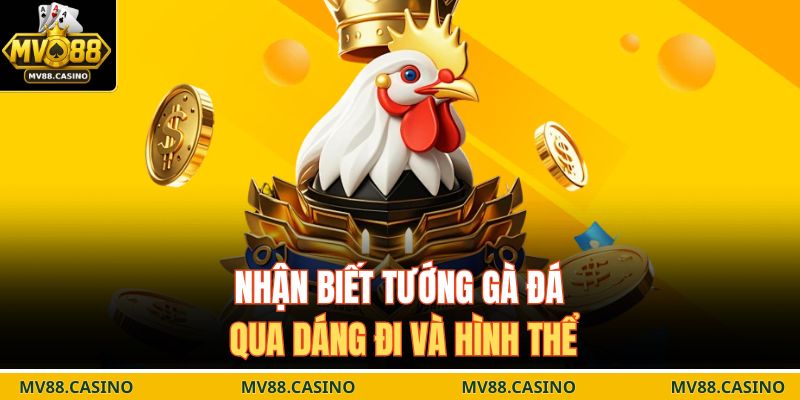 Nhận biết tướng gà đá qua dáng đi và hình thể