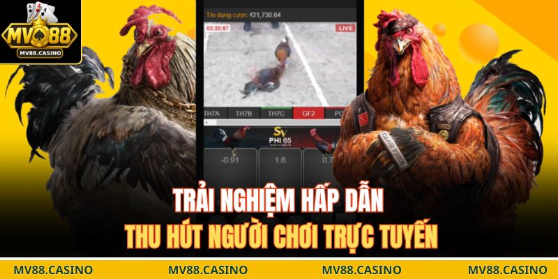 Đá Gà Philippines – Sức Hút Cực Lớn Từ Sàn Đấu Quốc Tế 2 Trải nghiệm hấp dẫn thu hút người chơi trực tuyến